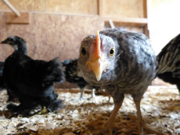 Purina_Coop-transition